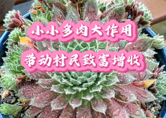 小小多肉大作用，帶動村民致富增收