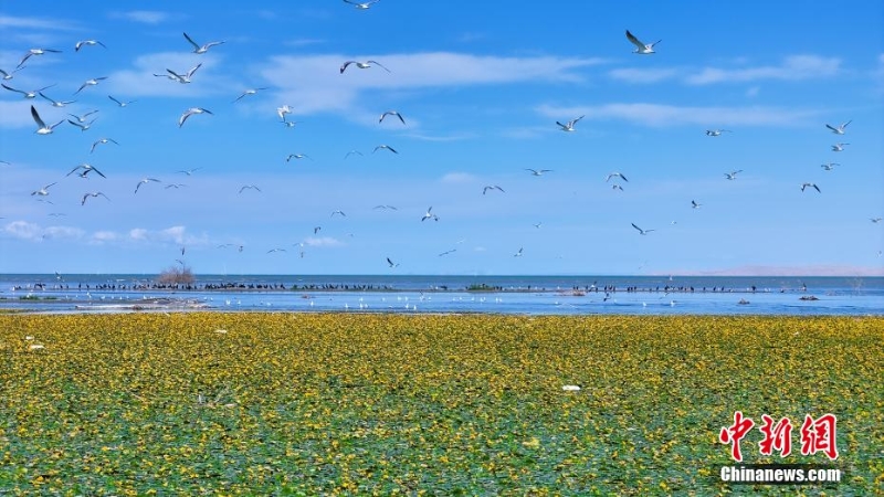 8月，中國最大內(nèi)陸淡水湖——新疆博斯騰湖千畝荇菜花開正盛，呈現(xiàn)出“一湖碧水半湖荇”的美麗畫卷。
