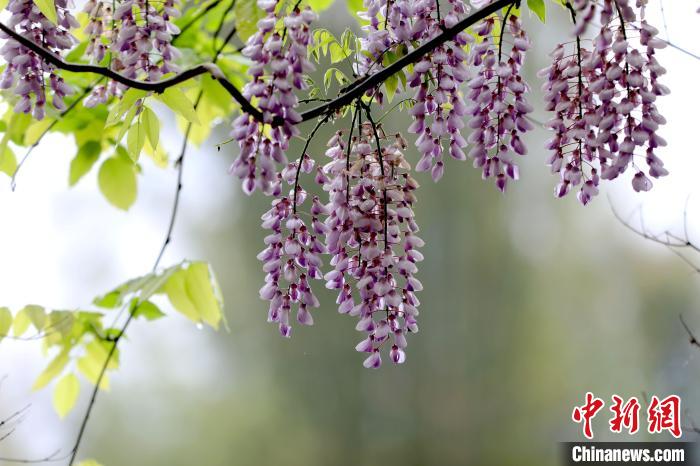 廣西三江：紫藤花開(kāi)春意濃