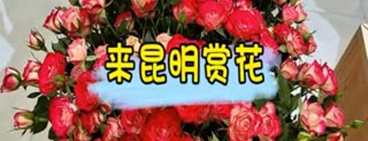 來(lái)昆明賞花